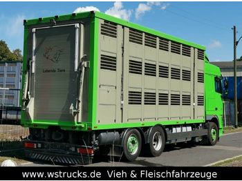 Грузовик для перевозки животных DAF  XF 105/460 SC Menke 3 Stock Hubdach: фото 1